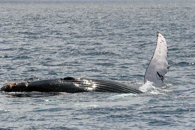 Avistamiento de ballenas Photo